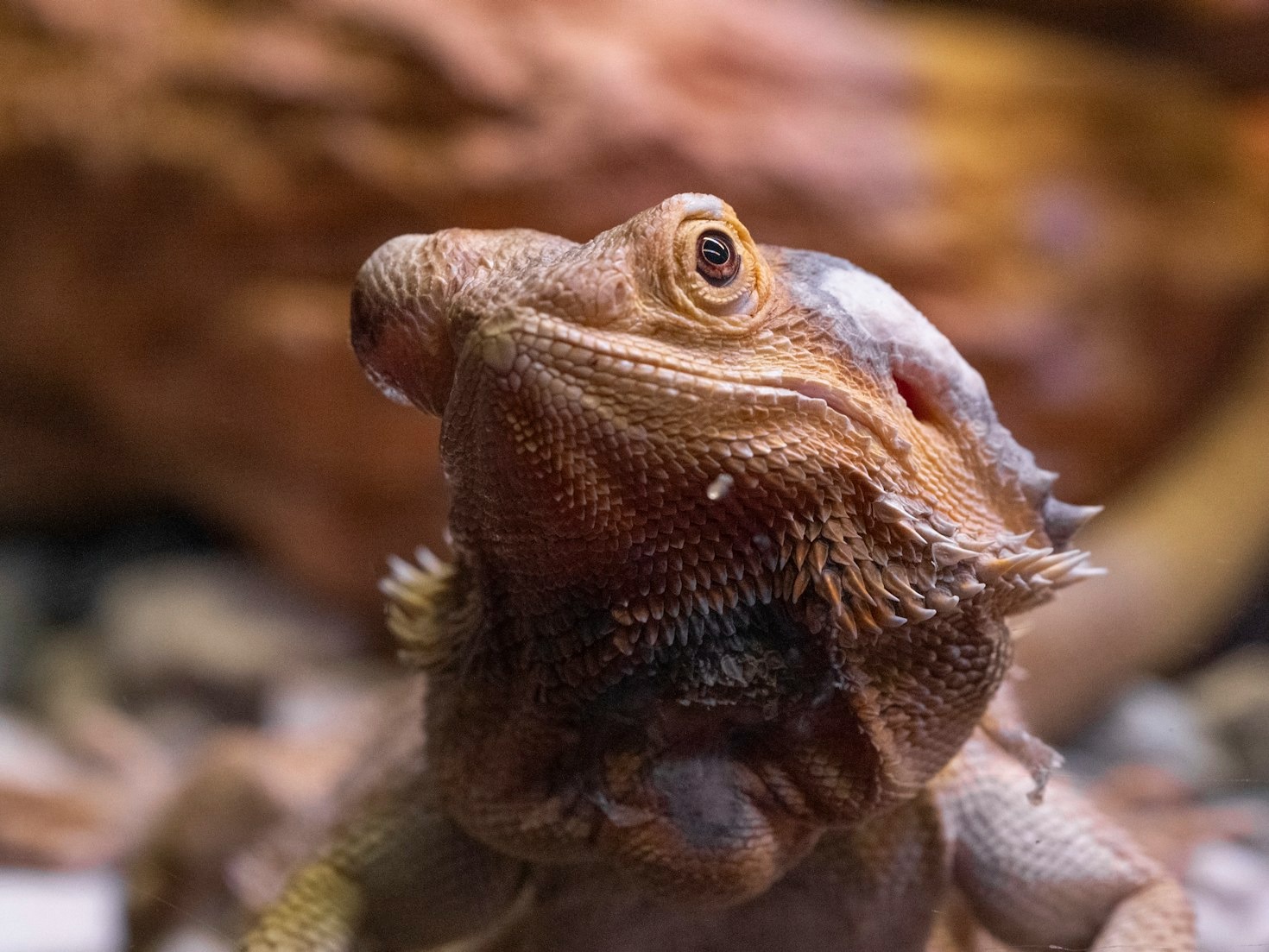 De ideale leefomgeving voor jouw fat-tailed gekko