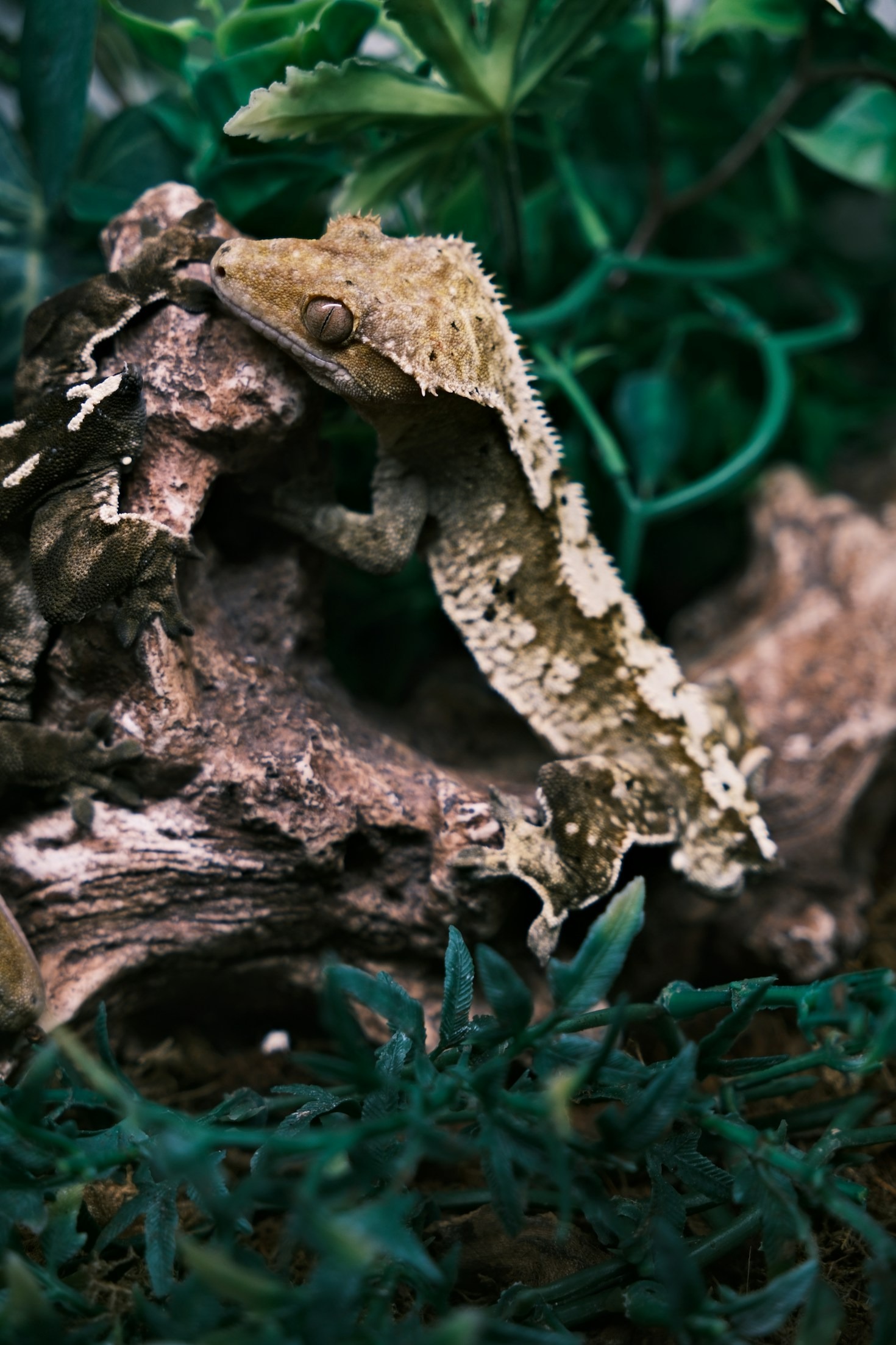 Hoe herken je een gezonde fat-tailed gekko