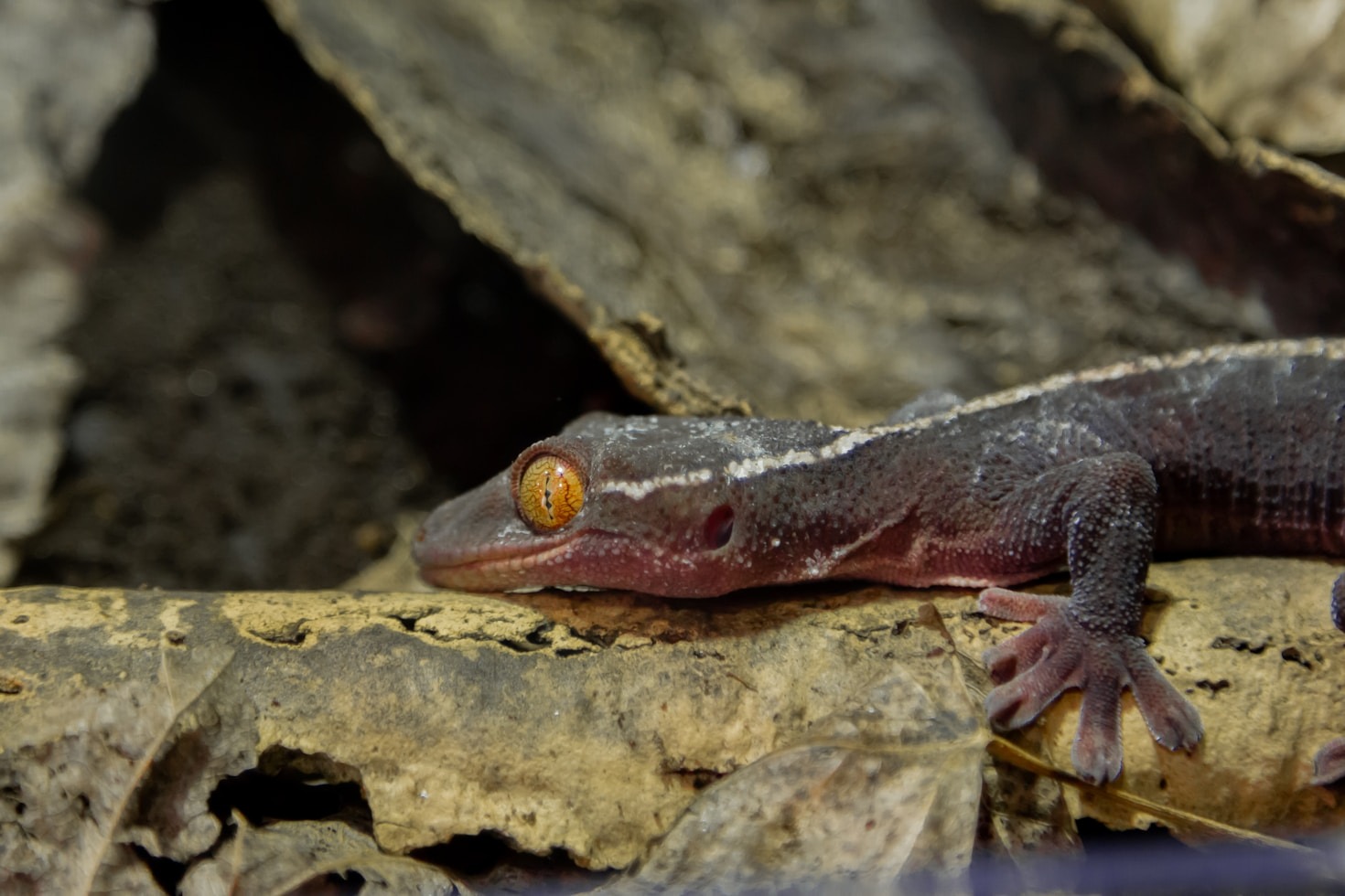 Inrichten van een natuurlijk terrarium voor reptielen