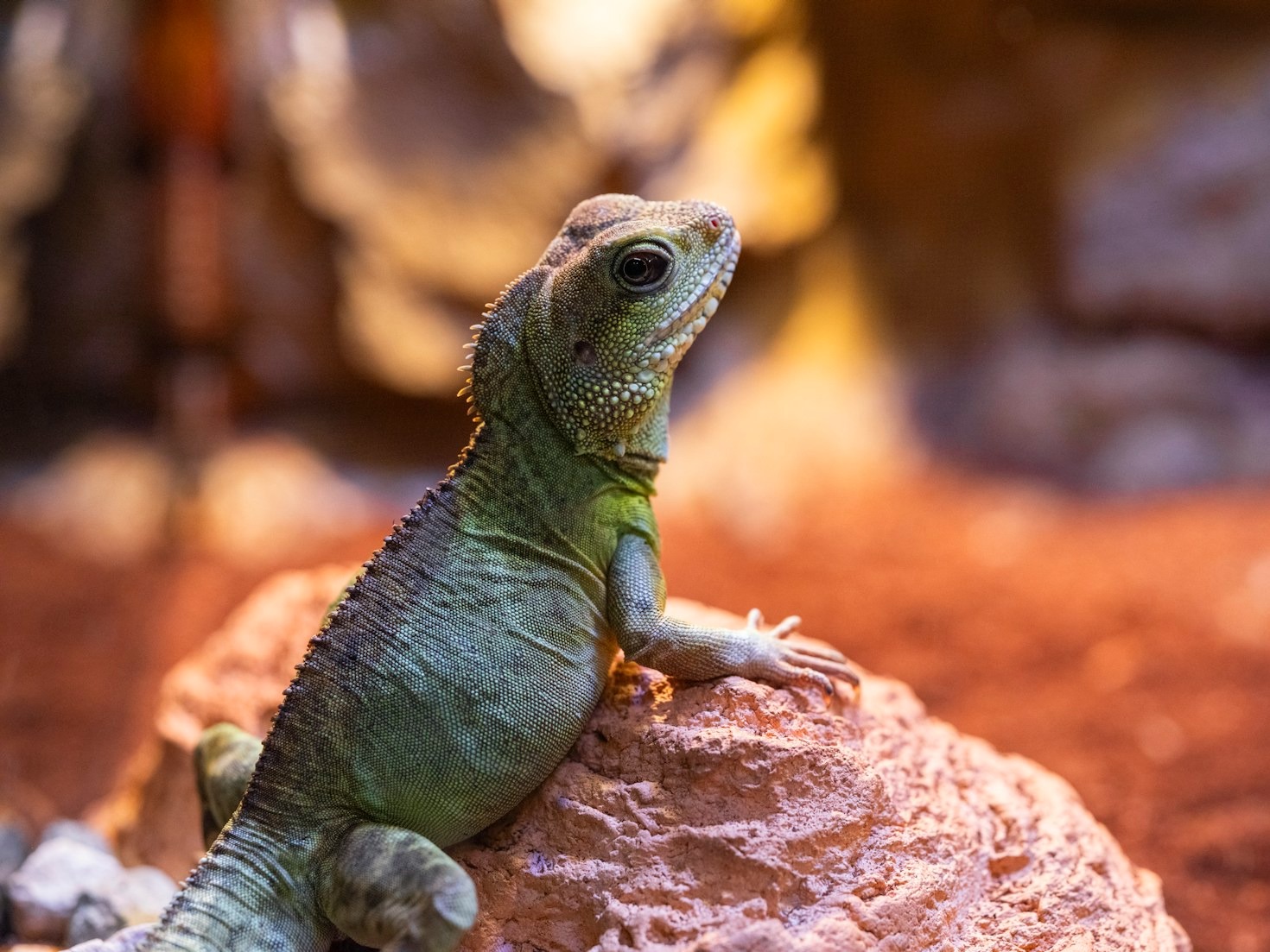 Veelgemaakte fouten bij het houden van gekko’s