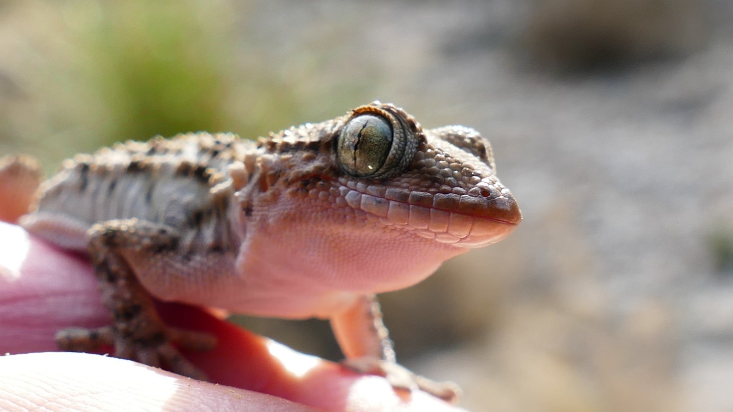 Veelgestelde vragen over het gedrag van gekko’s